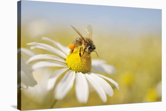 European Honey Bee Collecting Pollen and Nectar from Scentless Mayweed, Perthshire, Scotland-Fergus Gill-Stretched Canvas