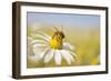 European Honey Bee Collecting Pollen and Nectar from Scentless Mayweed, Perthshire, Scotland-Fergus Gill-Framed Premium Photographic Print