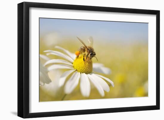 European Honey Bee Collecting Pollen and Nectar from Scentless Mayweed, Perthshire, Scotland-Fergus Gill-Framed Premium Photographic Print