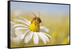 European Honey Bee Collecting Pollen and Nectar from Scentless Mayweed, Perthshire, Scotland-Fergus Gill-Framed Stretched Canvas