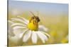 European Honey Bee Collecting Pollen and Nectar from Scentless Mayweed, Perthshire, Scotland-Fergus Gill-Stretched Canvas