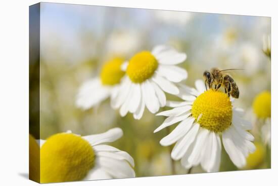 European Honey Bee Collecting Pollen and Nectar from Scentless Mayweed, Perthshire, Scotland-Fergus Gill-Stretched Canvas