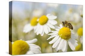 European Honey Bee Collecting Pollen and Nectar from Scentless Mayweed, Perthshire, Scotland-Fergus Gill-Stretched Canvas