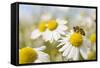 European Honey Bee Collecting Pollen and Nectar from Scentless Mayweed, Perthshire, Scotland-Fergus Gill-Framed Stretched Canvas