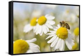 European Honey Bee Collecting Pollen and Nectar from Scentless Mayweed, Perthshire, Scotland-Fergus Gill-Framed Stretched Canvas