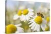 European Honey Bee Collecting Pollen and Nectar from Scentless Mayweed, Perthshire, Scotland-Fergus Gill-Stretched Canvas