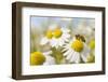 European Honey Bee Collecting Pollen and Nectar from Scentless Mayweed, Perthshire, Scotland-Fergus Gill-Framed Premium Photographic Print