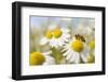 European Honey Bee Collecting Pollen and Nectar from Scentless Mayweed, Perthshire, Scotland-Fergus Gill-Framed Premium Photographic Print