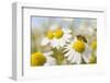 European Honey Bee Collecting Pollen and Nectar from Scentless Mayweed, Perthshire, Scotland-Fergus Gill-Framed Premium Photographic Print