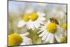 European Honey Bee Collecting Pollen and Nectar from Scentless Mayweed, Perthshire, Scotland-Fergus Gill-Mounted Premium Photographic Print