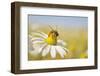 European Honey Bee Collecting Pollen and Nectar from Scentless Mayweed, Perthshire, Scotland-Fergus Gill-Framed Premium Photographic Print