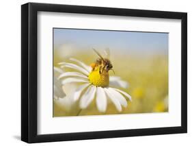 European Honey Bee Collecting Pollen and Nectar from Scentless Mayweed, Perthshire, Scotland-Fergus Gill-Framed Premium Photographic Print