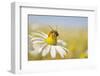 European Honey Bee Collecting Pollen and Nectar from Scentless Mayweed, Perthshire, Scotland-Fergus Gill-Framed Premium Photographic Print