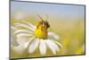 European Honey Bee Collecting Pollen and Nectar from Scentless Mayweed, Perthshire, Scotland-Fergus Gill-Mounted Premium Photographic Print