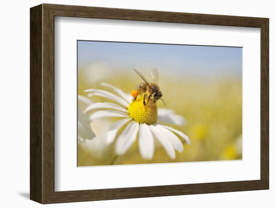 European Honey Bee Collecting Pollen and Nectar from Scentless Mayweed, Perthshire, Scotland-Fergus Gill-Framed Photographic Print