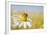 European Honey Bee Collecting Pollen and Nectar from Scentless Mayweed, Perthshire, Scotland-Fergus Gill-Framed Photographic Print