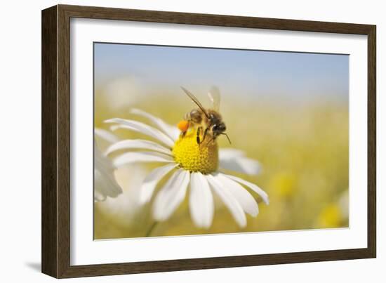 European Honey Bee Collecting Pollen and Nectar from Scentless Mayweed, Perthshire, Scotland-Fergus Gill-Framed Photographic Print