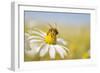 European Honey Bee Collecting Pollen and Nectar from Scentless Mayweed, Perthshire, Scotland-Fergus Gill-Framed Photographic Print