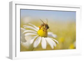 European Honey Bee Collecting Pollen and Nectar from Scentless Mayweed, Perthshire, Scotland-Fergus Gill-Framed Photographic Print