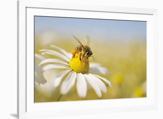 European Honey Bee Collecting Pollen and Nectar from Scentless Mayweed, Perthshire, Scotland-Fergus Gill-Framed Photographic Print