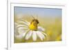 European Honey Bee Collecting Pollen and Nectar from Scentless Mayweed, Perthshire, Scotland-Fergus Gill-Framed Photographic Print