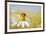 European Honey Bee Collecting Pollen and Nectar from Scentless Mayweed, Perthshire, Scotland-Fergus Gill-Framed Photographic Print