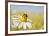 European Honey Bee Collecting Pollen and Nectar from Scentless Mayweed, Perthshire, Scotland-Fergus Gill-Framed Photographic Print