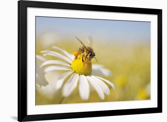 European Honey Bee Collecting Pollen and Nectar from Scentless Mayweed, Perthshire, Scotland-Fergus Gill-Framed Photographic Print