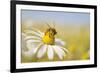 European Honey Bee Collecting Pollen and Nectar from Scentless Mayweed, Perthshire, Scotland-Fergus Gill-Framed Photographic Print