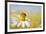 European Honey Bee Collecting Pollen and Nectar from Scentless Mayweed, Perthshire, Scotland-Fergus Gill-Framed Photographic Print