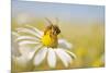 European Honey Bee Collecting Pollen and Nectar from Scentless Mayweed, Perthshire, Scotland-Fergus Gill-Mounted Photographic Print