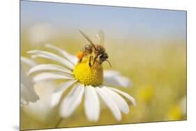 European Honey Bee Collecting Pollen and Nectar from Scentless Mayweed, Perthshire, Scotland-Fergus Gill-Mounted Photographic Print