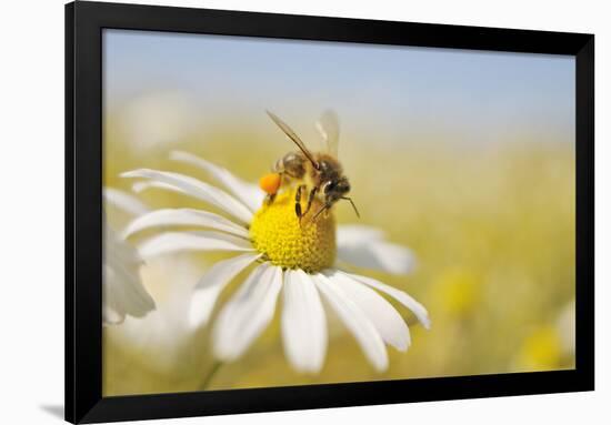 European Honey Bee Collecting Pollen and Nectar from Scentless Mayweed, Perthshire, Scotland-Fergus Gill-Framed Photographic Print