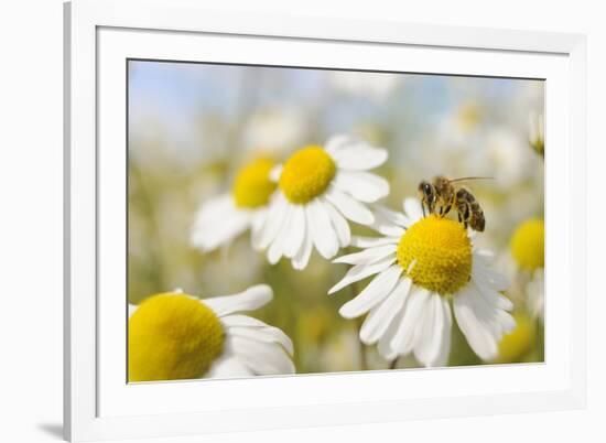 European Honey Bee Collecting Pollen and Nectar from Scentless Mayweed, Perthshire, Scotland-Fergus Gill-Framed Photographic Print