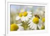 European Honey Bee Collecting Pollen and Nectar from Scentless Mayweed, Perthshire, Scotland-Fergus Gill-Framed Photographic Print