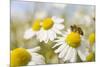 European Honey Bee Collecting Pollen and Nectar from Scentless Mayweed, Perthshire, Scotland-Fergus Gill-Mounted Photographic Print