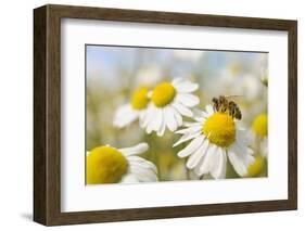 European Honey Bee Collecting Pollen and Nectar from Scentless Mayweed, Perthshire, Scotland-Fergus Gill-Framed Photographic Print