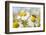 European Honey Bee Collecting Pollen and Nectar from Scentless Mayweed, Perthshire, Scotland-Fergus Gill-Framed Photographic Print