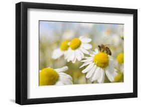 European Honey Bee Collecting Pollen and Nectar from Scentless Mayweed, Perthshire, Scotland-Fergus Gill-Framed Photographic Print