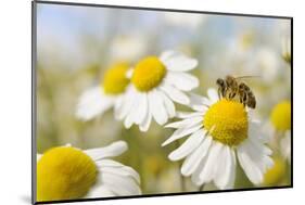 European Honey Bee Collecting Pollen and Nectar from Scentless Mayweed, Perthshire, Scotland-Fergus Gill-Mounted Photographic Print