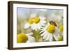 European Honey Bee Collecting Pollen and Nectar from Scentless Mayweed, Perthshire, Scotland-Fergus Gill-Framed Photographic Print