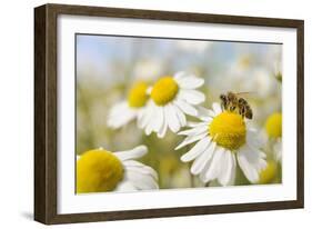 European Honey Bee Collecting Pollen and Nectar from Scentless Mayweed, Perthshire, Scotland-Fergus Gill-Framed Photographic Print