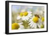 European Honey Bee Collecting Pollen and Nectar from Scentless Mayweed, Perthshire, Scotland-Fergus Gill-Framed Photographic Print