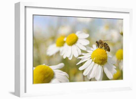 European Honey Bee Collecting Pollen and Nectar from Scentless Mayweed, Perthshire, Scotland-Fergus Gill-Framed Photographic Print