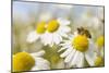 European Honey Bee Collecting Pollen and Nectar from Scentless Mayweed, Perthshire, Scotland-Fergus Gill-Mounted Photographic Print