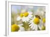 European Honey Bee Collecting Pollen and Nectar from Scentless Mayweed, Perthshire, Scotland-Fergus Gill-Framed Photographic Print