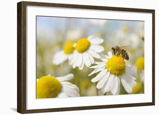 European Honey Bee Collecting Pollen and Nectar from Scentless Mayweed, Perthshire, Scotland-Fergus Gill-Framed Photographic Print