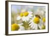 European Honey Bee Collecting Pollen and Nectar from Scentless Mayweed, Perthshire, Scotland-Fergus Gill-Framed Photographic Print