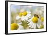 European Honey Bee Collecting Pollen and Nectar from Scentless Mayweed, Perthshire, Scotland-Fergus Gill-Framed Photographic Print