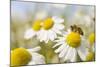 European Honey Bee Collecting Pollen and Nectar from Scentless Mayweed, Perthshire, Scotland-Fergus Gill-Mounted Photographic Print